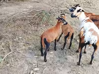 Қошқар, Cameroon sheep — 4-сурет