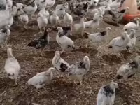 Chickens — fotografija 1