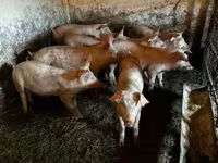خنزير ذكر, الخنازير — الصورة 3