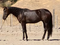Cheval, Friesian — photo 1