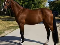 Kobyła, Hanoverian — zdjęcie 3