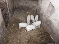 Porcs (lot, sexe non indiqué), Мангалица — photo 3