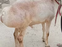 Қошқар, Aland sheep — 2-сурет