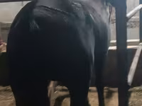 Kobila, Budyonny horse — fotografija 3