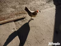 Chickens — الصورة 3