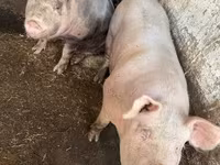 Cerdos (lote, sexo no especificado), Cerdos — foto 7
