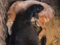 Carneiro, Arashan sheep — foto 7