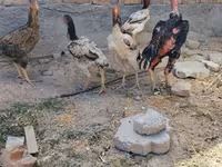 Ajam cemani — fotografija 2