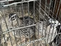 Quails — photo 2