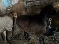 Widder, Rhon sheep — Foto 4
