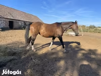 Hengst, Hungarian horse breed — Foto 8