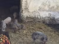 Schweine (Partie, Geschlecht nicht angegeben), Вьетнамская вислобрюхая — Foto 6