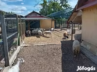 Ovan, Dorper sheep — fotografija 1