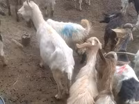 Keçilər (partiya, cinsi göstərilməyib), Keçilər — foto 1