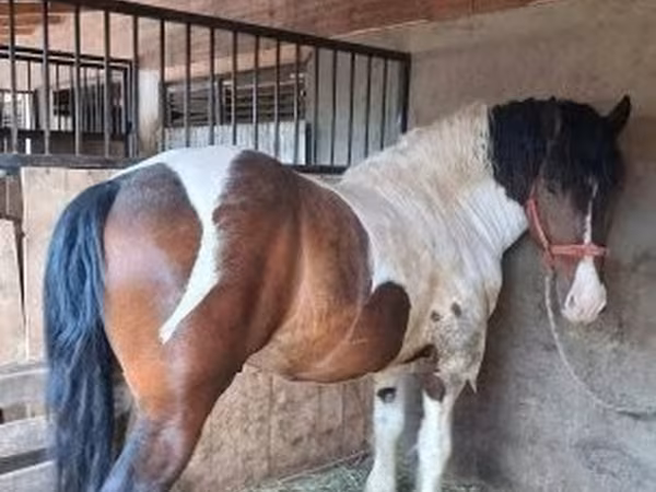 Кінь, Gypsy horse