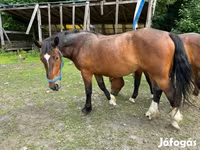 घोड़ी, Međimurje horse — फ़ोटो 3