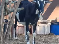 عنزة, Toggenburg goat — الصورة 3