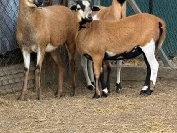 Baran, Cameroon sheep — Węgry
