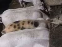 Pigs (batch, sex not specified), Pigs — photo 2