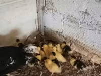 Ducks — 照片 3
