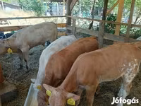 Bovinos (lote, sexo não especificado), Simmental cattle — foto 4