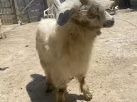 Ziege, Angora goats — Foto 3
