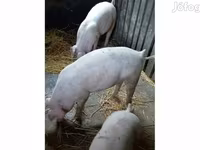 Boar, Крупная белая — photo 1