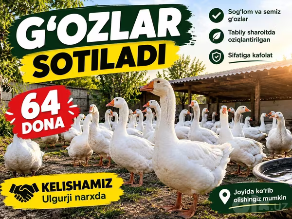 Geese