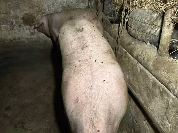 Locha, Świnie