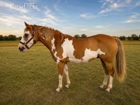 Horse (M), American paint horse — photo 2
