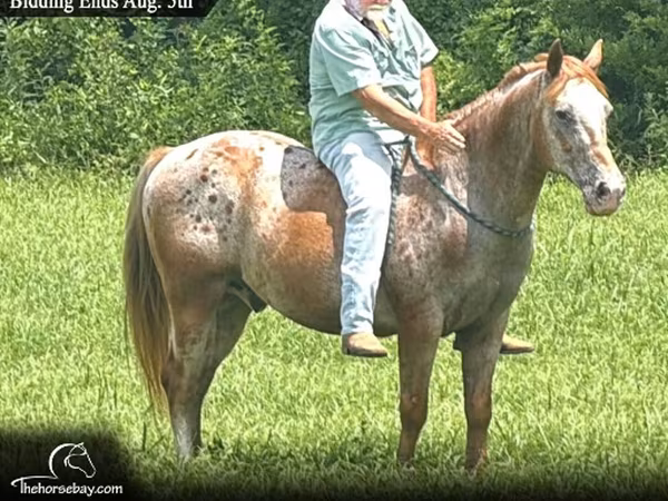 Pastuv, Appaloosa