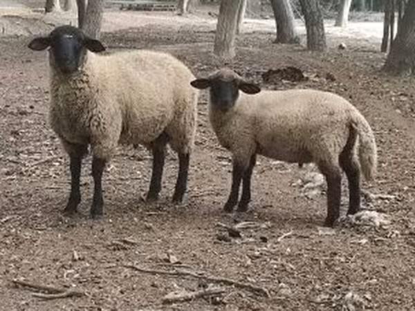 كبش, White Suffolk sheep