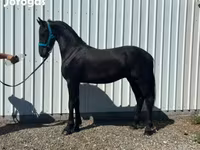 公马, Friesian — 照片 3