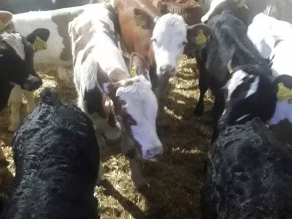 牛只（批次，未指定性别）, Cattle