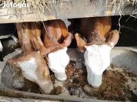Cattle (batch, sex not specified), Cattle — photo 5