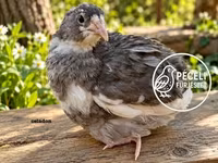 Quails — fotografija 6