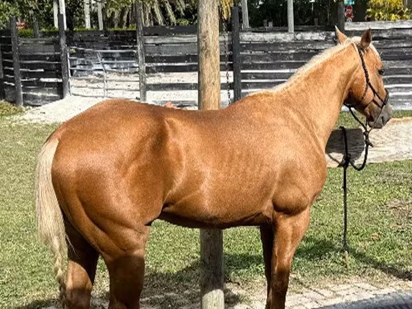 Pastuv, Quarter Horse