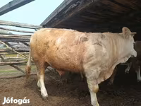 公牛, Simmental cattle — 照片 4