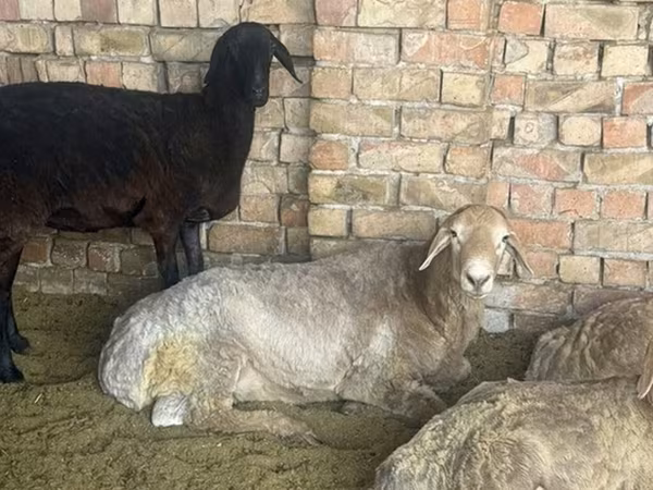 Widder, Arashan sheep