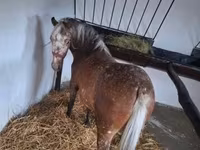 母马, Berber horse — 照片 2