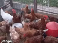 Chickens — फ़ोटो 1