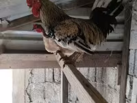 Chickens — foto 1