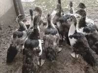 Ducks — फ़ोटो 5