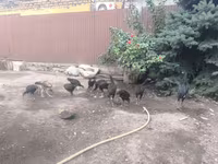 Chickens — fotografija 8