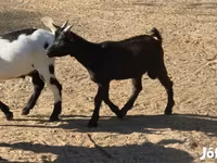 母山羊, Nigerian dwarf goats — 照片 3
