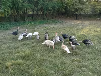 Turkeys — photo 2