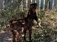 雌ヤギ, Kamori goats — 写真 3