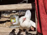 Chickens — fotografija 2