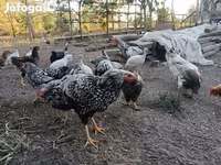 وياندوت — الصورة 3