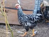 Wyandotte — foto 4